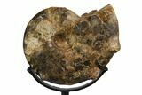 Cretaceous Ammonite (Mammites) With Metal Stand - Morocco #164230-3